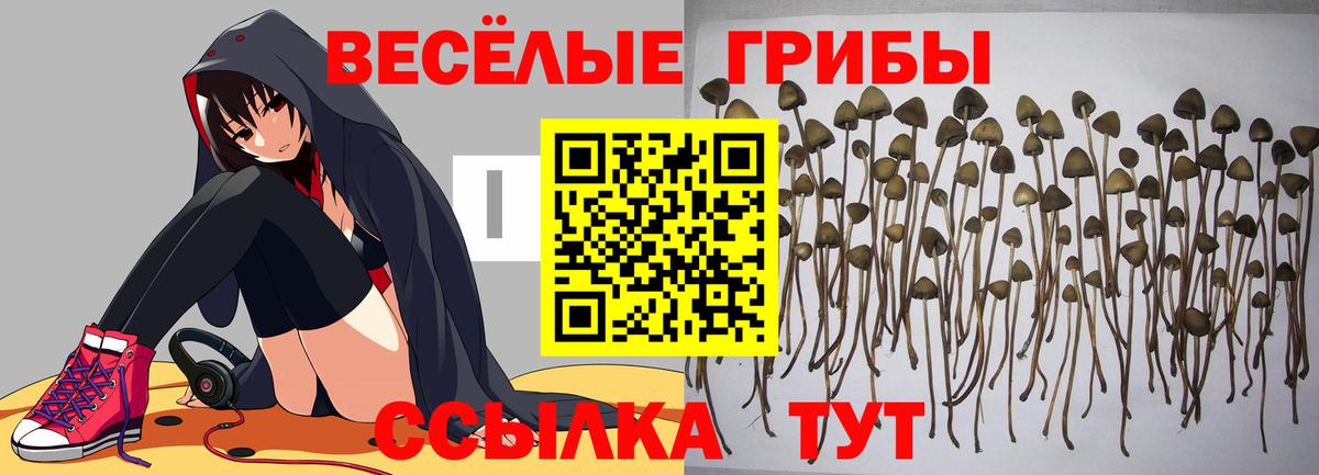 Муром  Галлюциногенные грибы мицелий  купить  цена  Вход с VPN  Галлюциногенные грибы Psilocybine cubensis 
